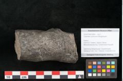 Foto (Objekt + Etikett) von Calamites communis Ettingshausen (NHMW-GEO-2024-0188-10965)